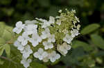 Oakleaf hydrangea